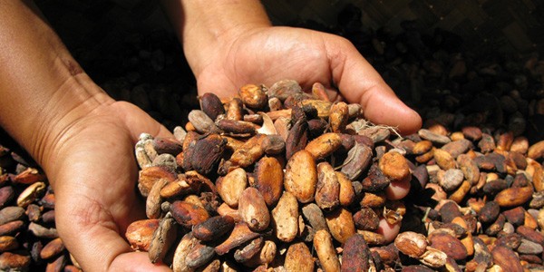 Cacao-Hands