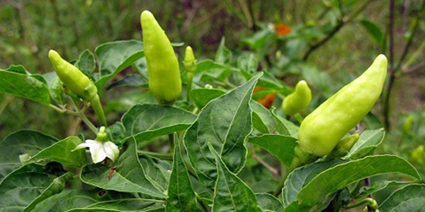 Chilli-Pepper
